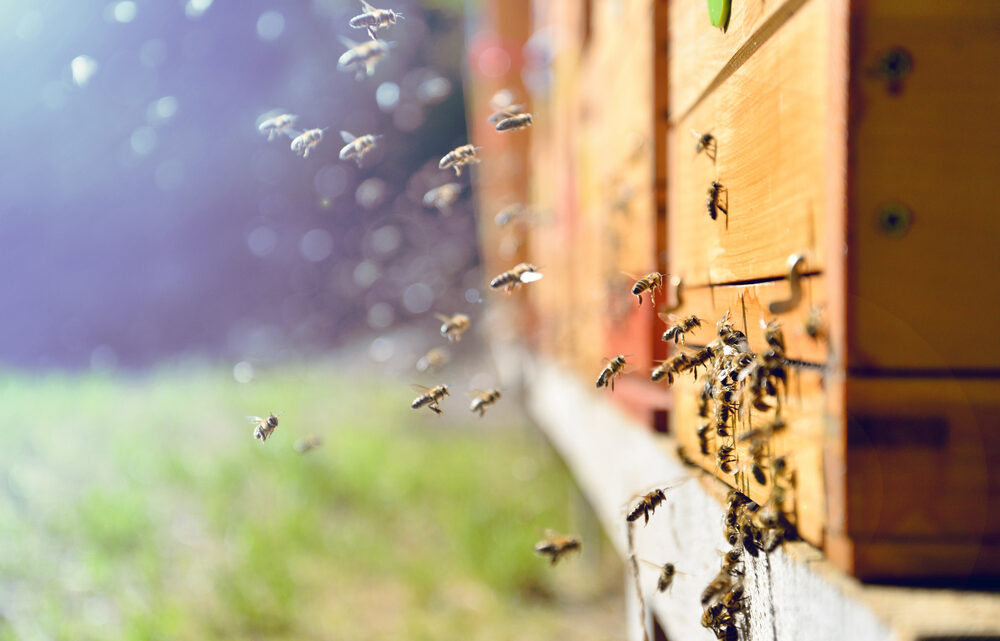 Traceur GPS ruche : Comment éviter les vols