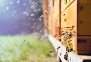 antivol pour ruches