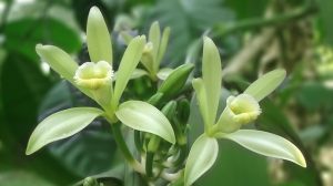 Vanille de Madagascar : La méthode artisanale pour la fabriquer