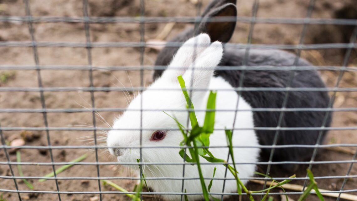 Comment choisir le meilleur enclos pour vos lapins