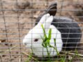 Comment choisir le meilleur enclos pour vos lapins