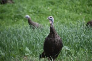 a couple of birds in a grassy field