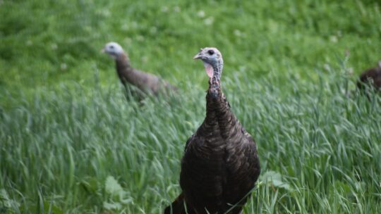 Les conseils pour une chasse réussie