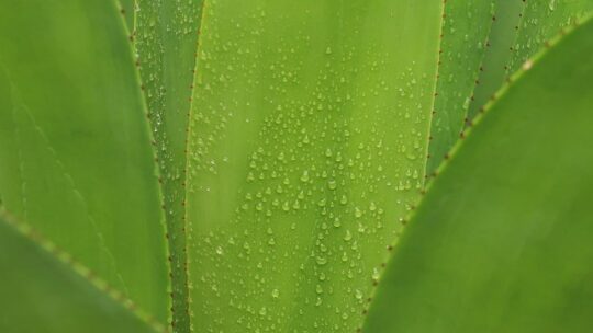 Les vertus de l’aloe arborescens : une plante aux bienfaits exceptionnels